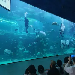Yeosu Aquarium - Yeosu