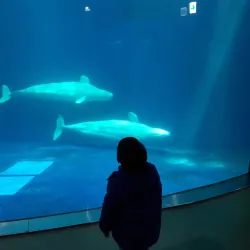 Yeosu Aquarium - Yeosu