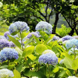 Yesan Arboretum - Yesan