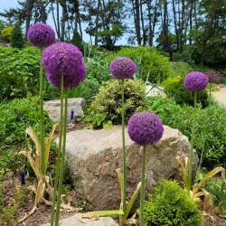 Yesan Arboretum - Yesan