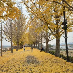 Yesan Ginkgo Tree Forest - Yesan
