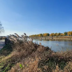 Yesan Ginkgo Tree Forest - Yesan