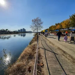 Yesan Ginkgo Tree Forest - Yesan