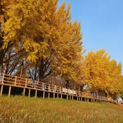 Yesan Ginkgo Tree Forest - Yesan