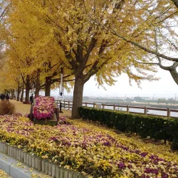 Yesan Ginkgo Tree Forest - Yesan
