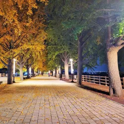Yesan Ginkgo Tree Forest - Yesan