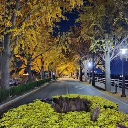 Yesan Ginkgo Tree Forest - Yesan