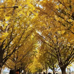 Yesan Ginkgo Tree Forest - Yesan