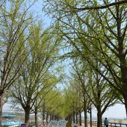 Yesan Ginkgo Tree Forest - Yesan