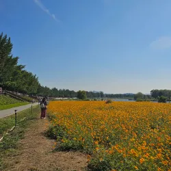 Yesan Ginkgo Tree Forest - Yesan