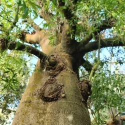 Cheoin Arboretum - Yongin