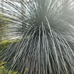 Hantaek Botanical Garden - Yongin