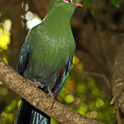 Local Wildlife and Bird Watching - Kongor