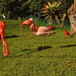 Local Wildlife and Bird Watching - Kongor