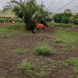 Local Wildlife and Bird Watching - Kongor