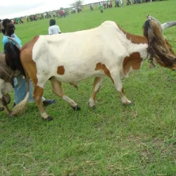 Traditional Dinka Villages - Kongor