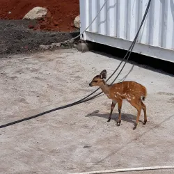 Local Wildlife Viewing - Rumbek