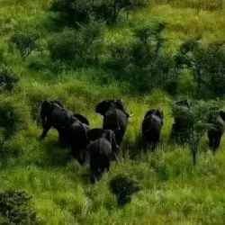 Local Wildlife Viewing - Rumbek