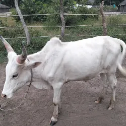Rumbek Market - Rumbek