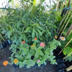 Sudd Wetlands - Rumbek