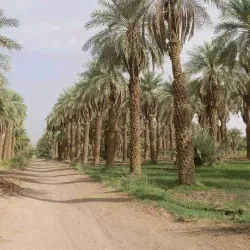 Nile River near Wau - Wau