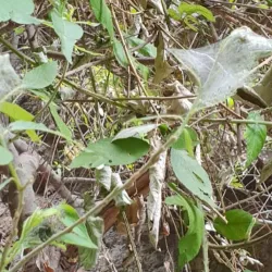 Barranco del Infierno - Adeje