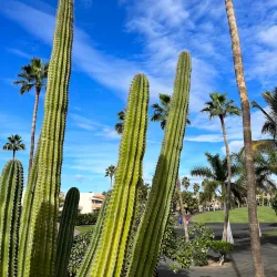 Golf Costa Adeje - Adeje