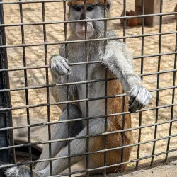 Monkey Park - Adeje