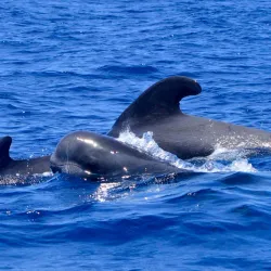 Whale and Dolphin Watching Tours - Adeje