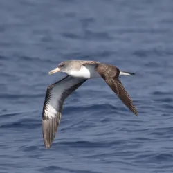 Whale and Dolphin Watching Tours - Adeje