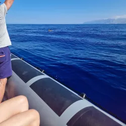 Whale and Dolphin Watching Tours - Adeje