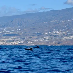 Whale and Dolphin Watching Tours - Adeje