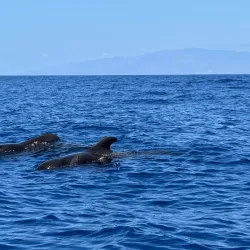 Whale and Dolphin Watching Tours - Adeje