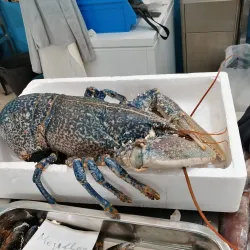 Mercado Municipal de Adra - Adra