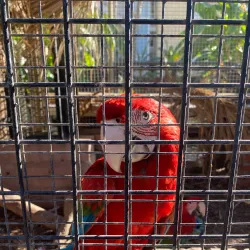 Parque Ornitológico Loro Sexi - Almunecar