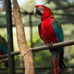 Parque Ornitológico Loro Sexi - Almunecar