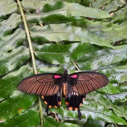 Mariposario de Benalmadena (Butterfly Park) - Benalmadena