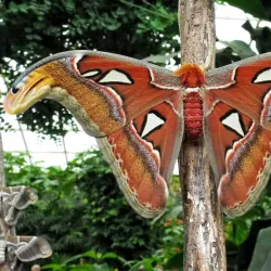Mariposario de Benalmadena (Butterfly Park) - Benalmadena
