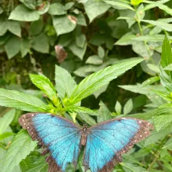 Mariposario de Benalmadena (Butterfly Park) - Benalmadena