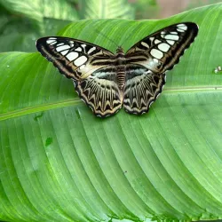 Mariposario de Benalmadena (Butterfly Park) - Benalmadena