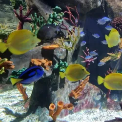 Sea Life Benalmadena - Benalmadena