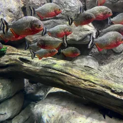 Sea Life Benalmadena - Benalmadena