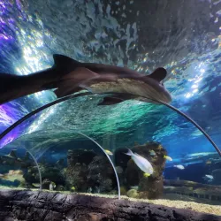 Sea Life Benalmadena - Benalmadena