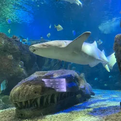 Sea Life Benalmadena - Benalmadena