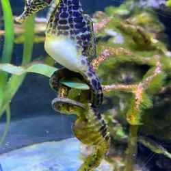 Sea Life Benalmadena - Benalmadena