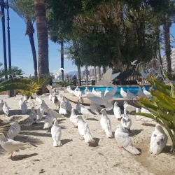 Parque de Elche - Benidorm