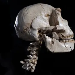 Museum of Human Evolution (Museo de la Evolución Humana) - Burgos