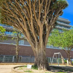 Parque Genovés - Cadiz