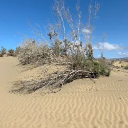 Dunes of Maspalomas - Canary Islands