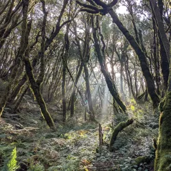 Garajonay National Park - Canary Islands